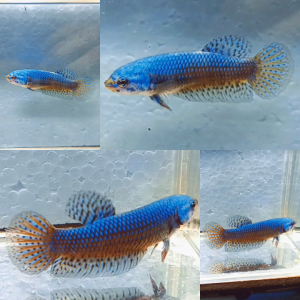 alien-halfmoon-wild-betta-female