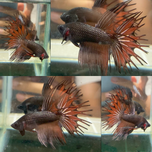 vampire-copper-crowntail-wild-betta-male-2