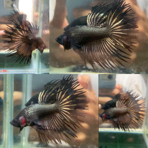 black-copper-crowntail-wild-betta-male-2
