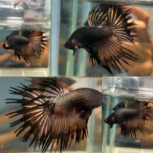copper-gold-crowntail-wild-betta-male
