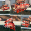lv_0_20260712211436 Red Koi Copper RKC HMPK Betta Female