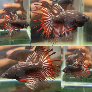 red-copper-crowntail-wild-betta-male-4