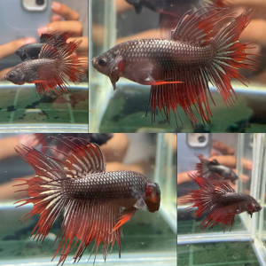red-copper-crowntail-wild-betta-male-5