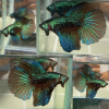 Imbellis Halfmoon Wild Betta Male
