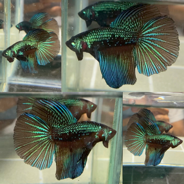 Imbellis Halfmoon Wild Betta Male