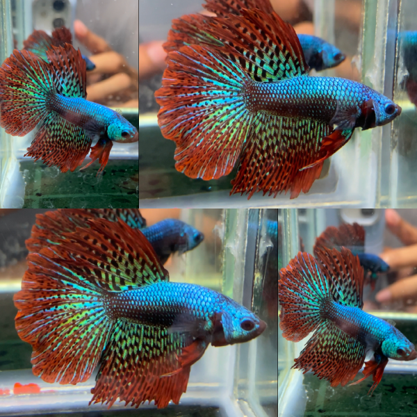 lv_0_20260713154713 Alien Rosetail Halfmoon Wild Betta Male