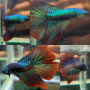 lv_0_20260713154922 Alien Rosetail Halfmoon Wild Betta Male