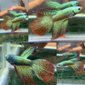 Green Alien Longfin Wild Betta Male