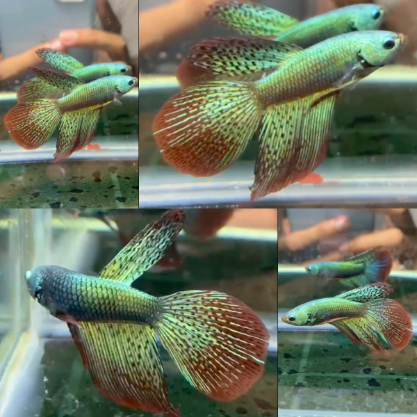 lv_0_20260713155941 Green Alien Longfin Wild Betta Male