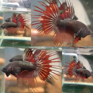 vampire-copper-crowntail-wild-betta-male-4