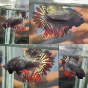red-copper-crowntail-wild-betta-male-3