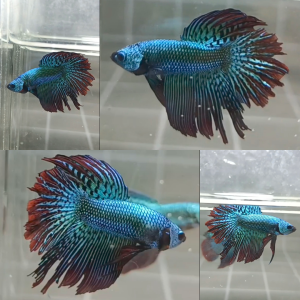 Alien Rosetail Halfmoon Wild Betta Male