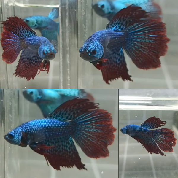 lv_0_20260714080821 Alien Rosetail Halfmoon Wild Betta Male