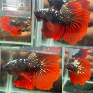 lv_0_20260714081318 Vampire Copper Avatar Halfmoon Betta Male