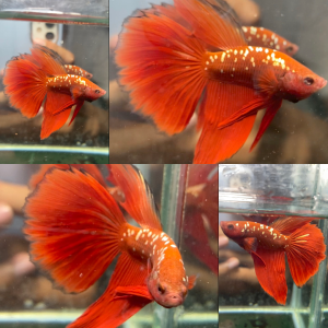 lv_0_20260714081404 Red Gold Galaxy RGG Halfmoon Betta Male