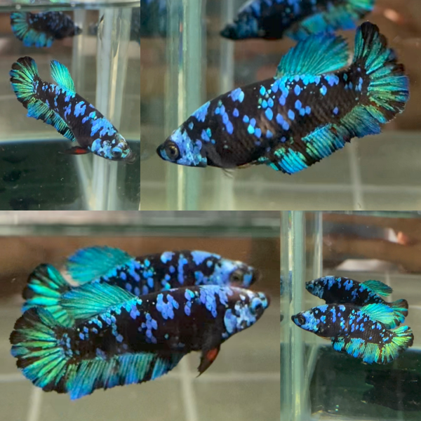 lv_0_20260714081501 Bluestar Galaxy Avatar HMPK Betta Female