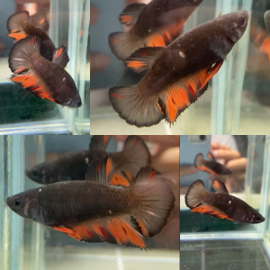 fire-nemo-avatar-hmpk-betta-female-3
