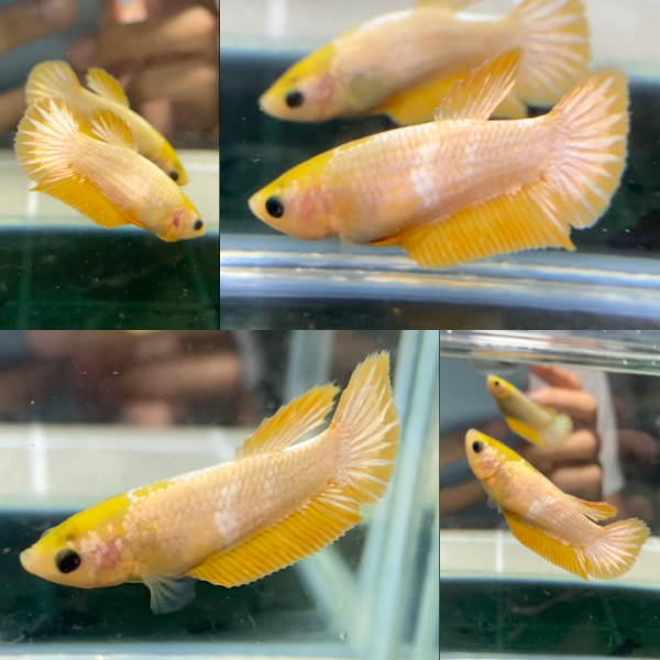 lv_0_20260714081720 Yellow FCCP HMPK Betta Female