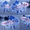 lv_0_20260714082955 Marble Dot-dot Giant HMPK Betta Male