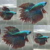 lv_0_20260714083730 Alien Feathertail Halfmoon Wild Betta Male