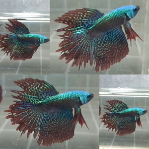 Alien Feathertail Halfmoon Wild Betta Male