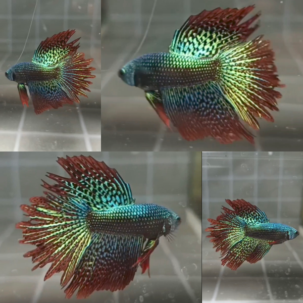 lv_0_20260714083831 Alien Feathertail Halfmoon Wild Betta Male