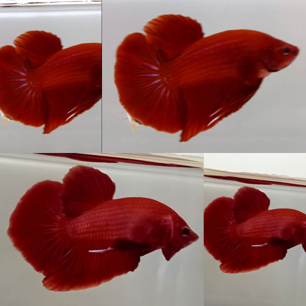 lv_0_20260714131209 Super Red Giant HMPK Betta Male
