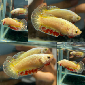 yellow-gold-dragon-vanda-hmpk-betta-female-2