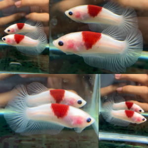 red-tancho-hmpk-betta-male-4