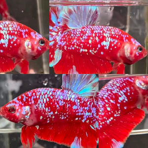 red-purple-galaxy-rpg-hmpk-betta-male-2