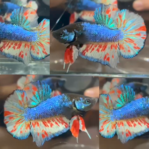 mustard-gas-vanda-mgv-hmpk-betta-male-2