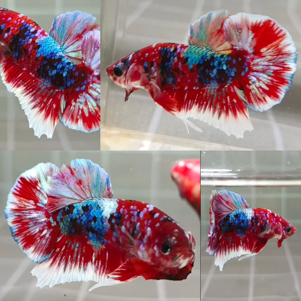 lv_0_20260721170227 Red Barongsai HMPK Betta Male