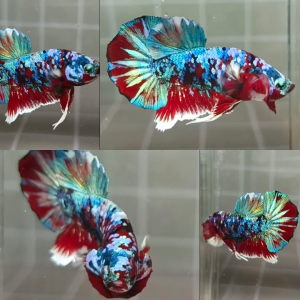 rainbow-barongsai-hmpk-betta-male-2
